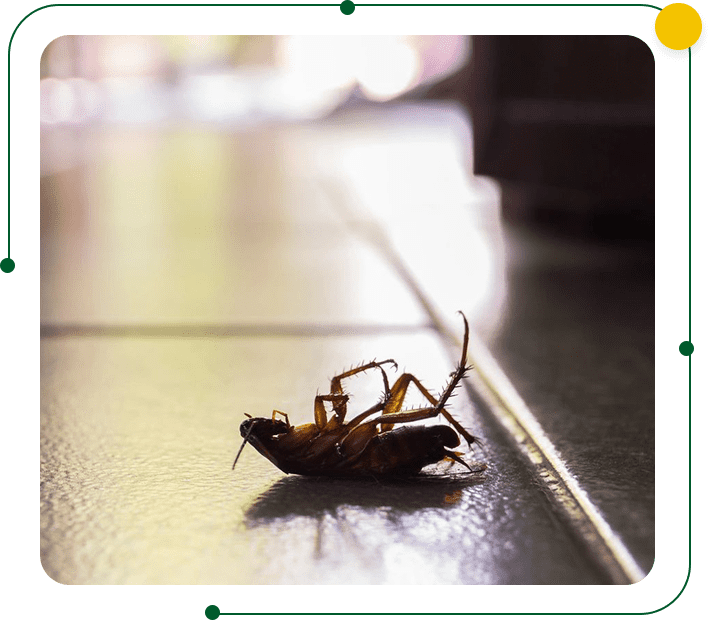 A dead cockroach on the floor of an apartment.
